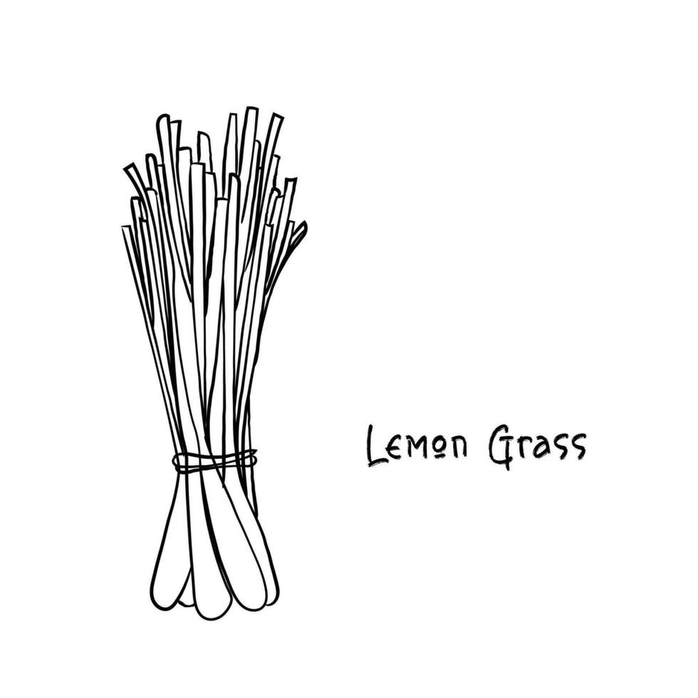 Vektor von Zitrone Gras