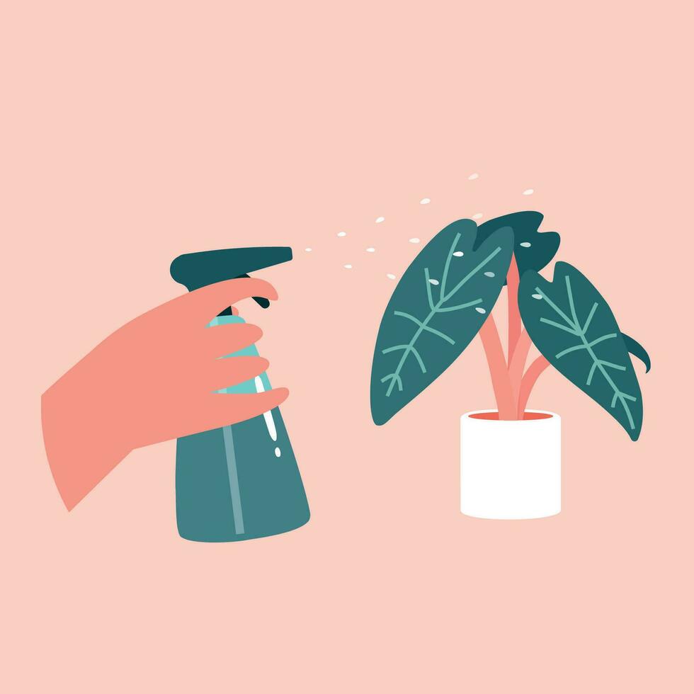 vektor platt illustration med karaktär hand innehav spray flaska och exotisk alocasia på pott. affisch för guide handla om arbete förbi växt tränare. professionell visa på vilket sätt till växa och vård handla om trädgård på Hem