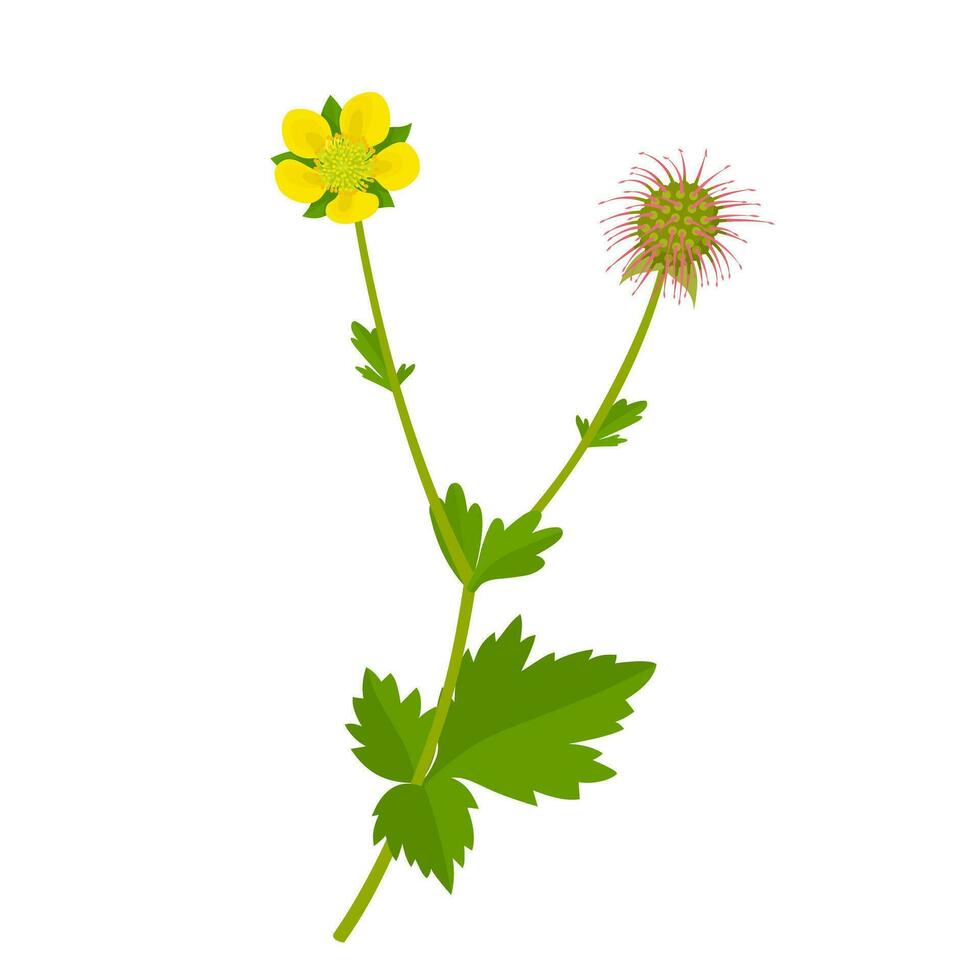 vektor illustration, geum urbanum, också känd som trä avens, bennets ört och colwort, isolerat på vit bakgrund.