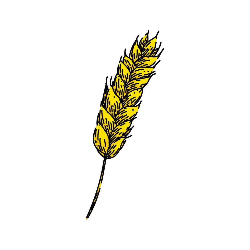 Bauernhof Weizen skizzieren Hand gezeichnet Vektor