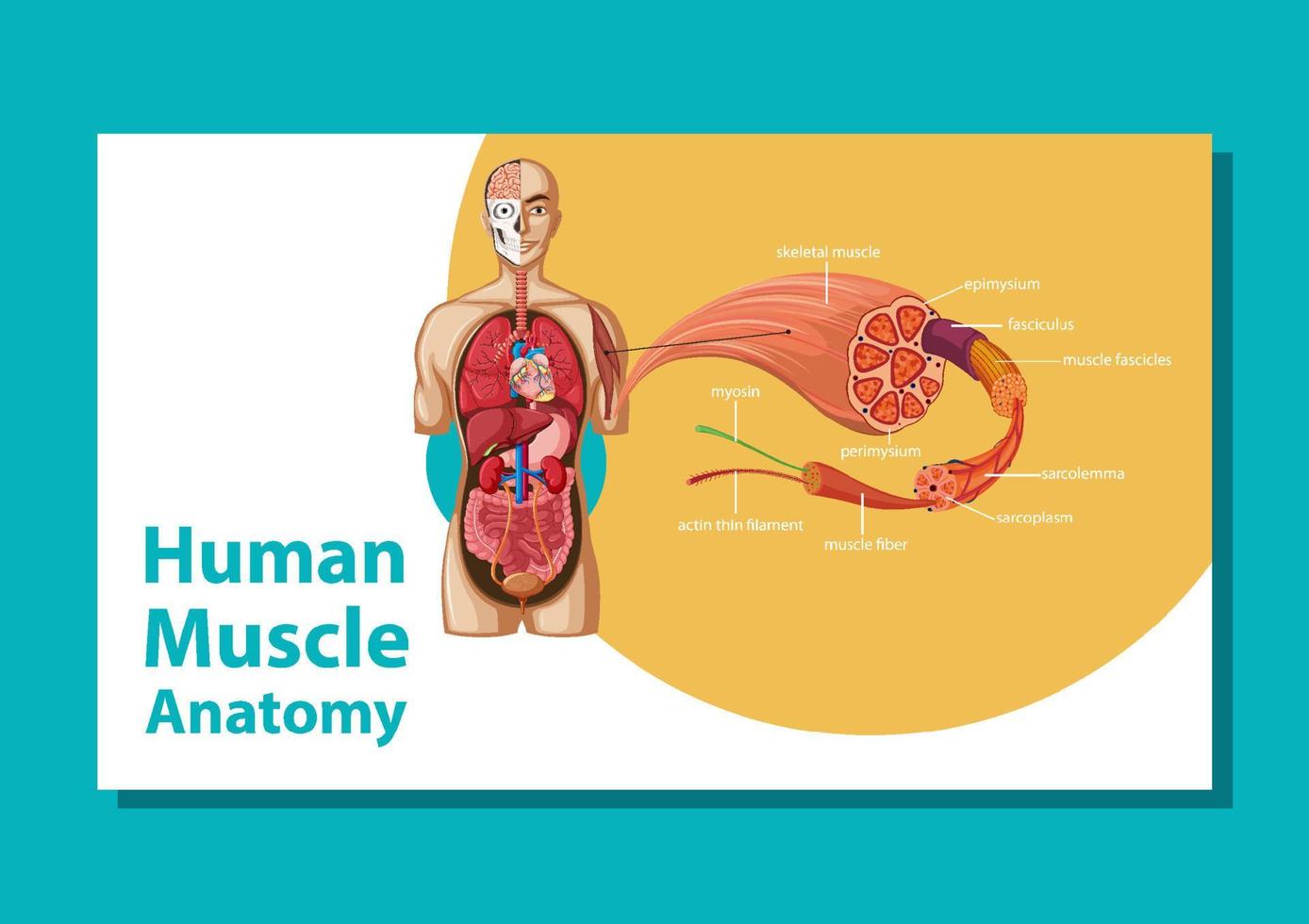 menschliche Muskelanatomie mit Körperanatomie vektor