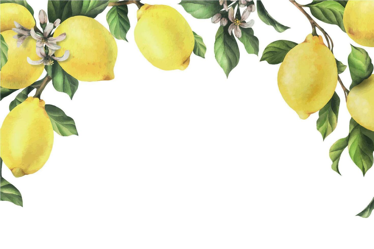 citroner är gul, saftig, mogen med grön löv, blomma knoppar på de grenar, hela och skivor. vattenfärg, hand dragen botanisk illustration. ram, mall på en vit bakgrund vektor