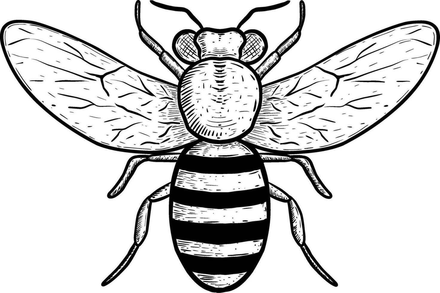 handgemalt von Biene Insekt Tier auf Weiß vektor