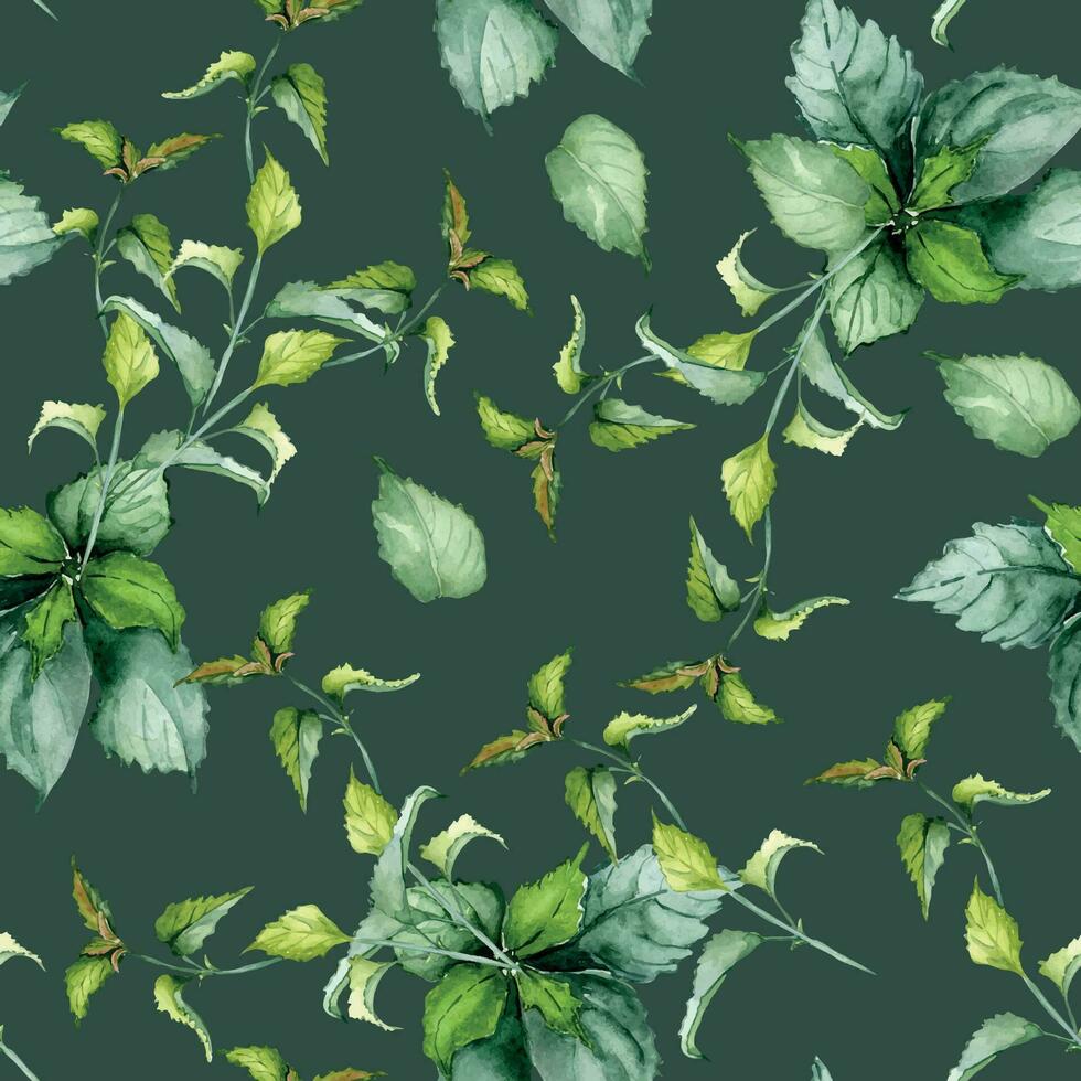 Nessel Stengel Kräuter- Pflanze Aquarell nahtlos Muster isoliert auf dunkel Hintergrund. Urtica Dioika, Grün Blätter, nützlich Kraut Hand gezeichnet. Design zum Textil, Paket, Verpackung, Stoff, Hintergrund vektor
