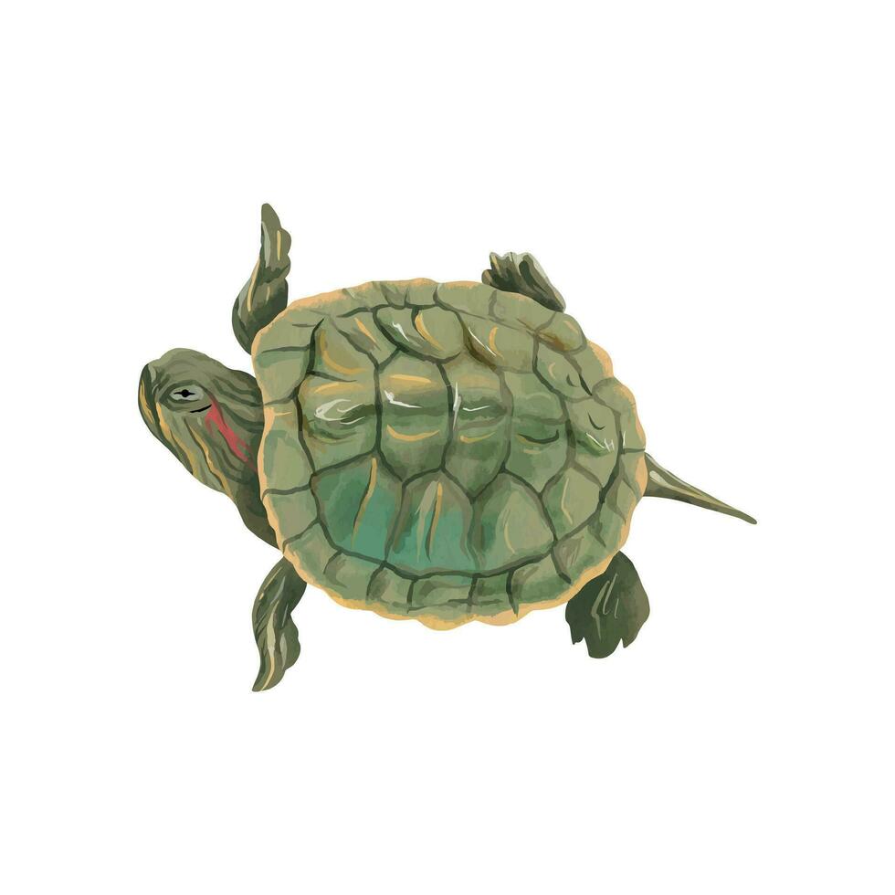 Fluss rotohrig Schildkröte. Vektor Meer Illustration im Aquarell Stil. Design Element zum Gruß Karten, Abdeckungen, thematisch Flyer und Banner.