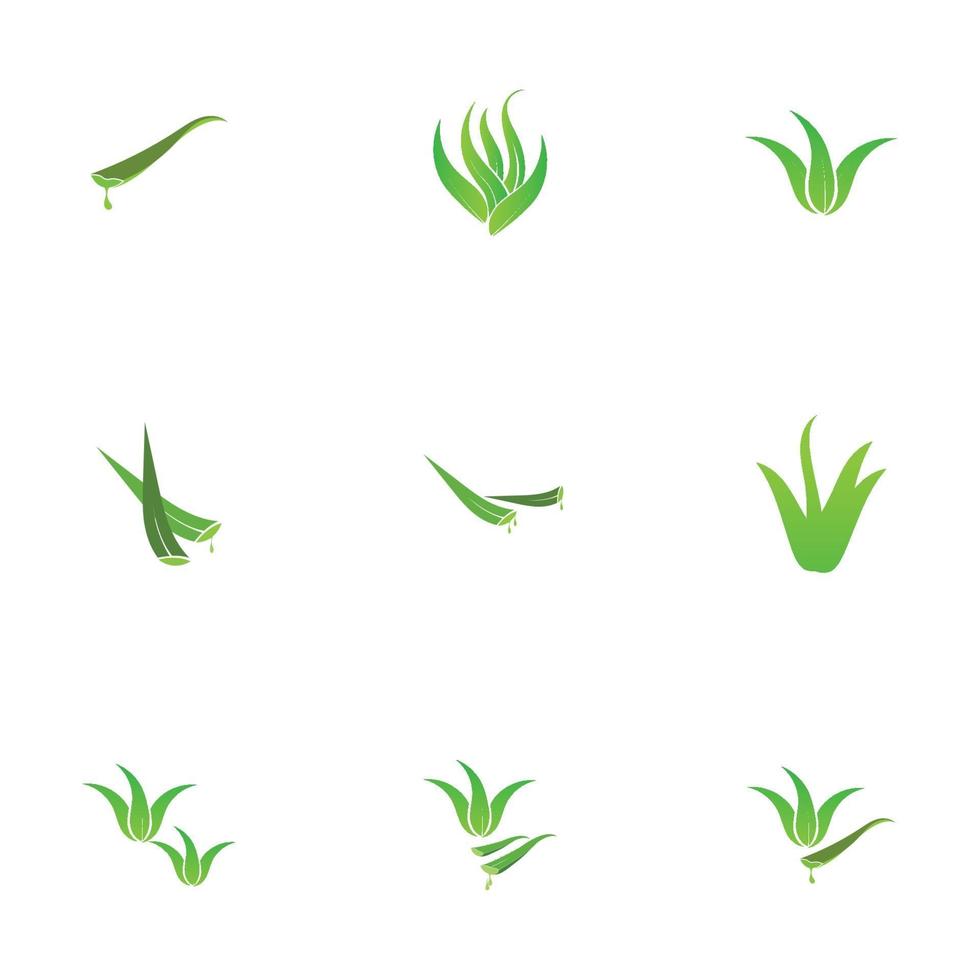 aloe vera logotyp illustration formgivningsmall vektor