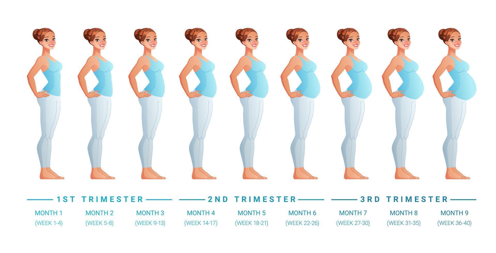 Schwangerschaftsstadien nach Monaten Vektorillustration vektor