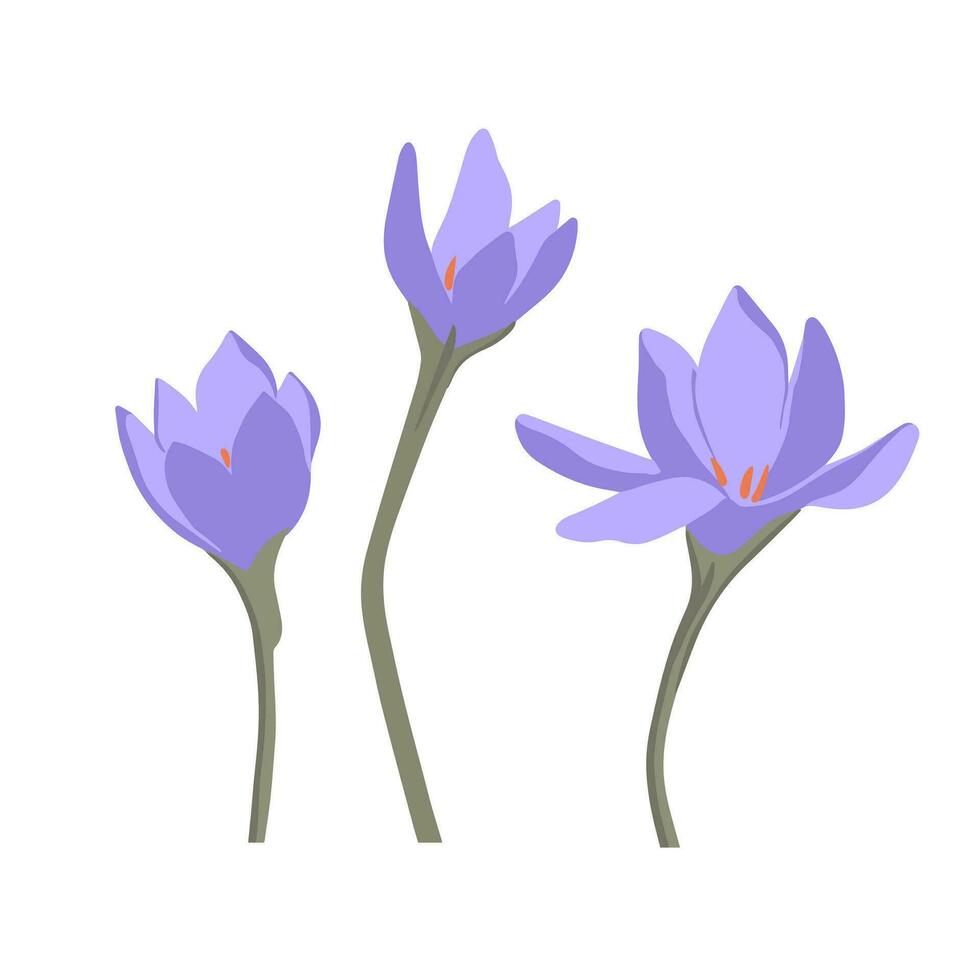 modern botanisk teckning av krokus blommor i platt enkel stil. färgad platt vektor illustration av vild blomma isolerat på vit bakgrund