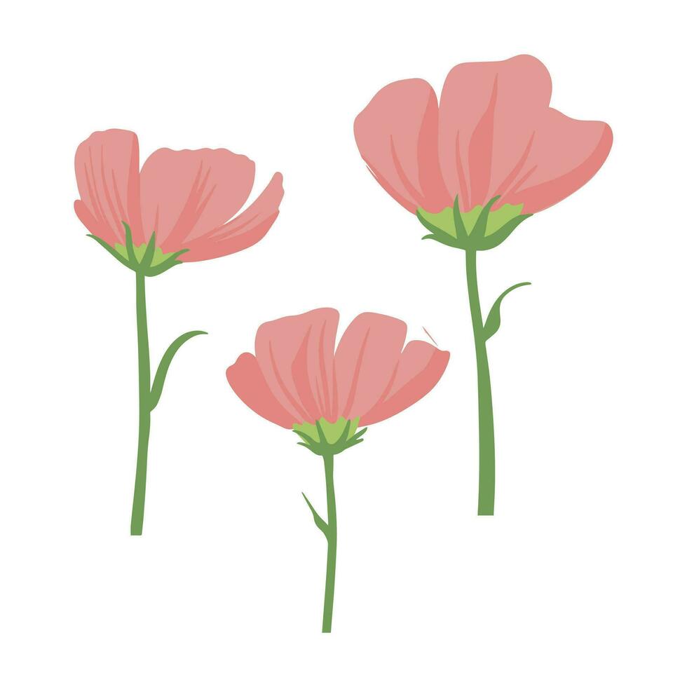 modern botanisch Zeichnung von Kosmos Blumen im eben einfach Stil. farbig eben Vektor Illustration von Wildblume isoliert auf Weiß Hintergrund