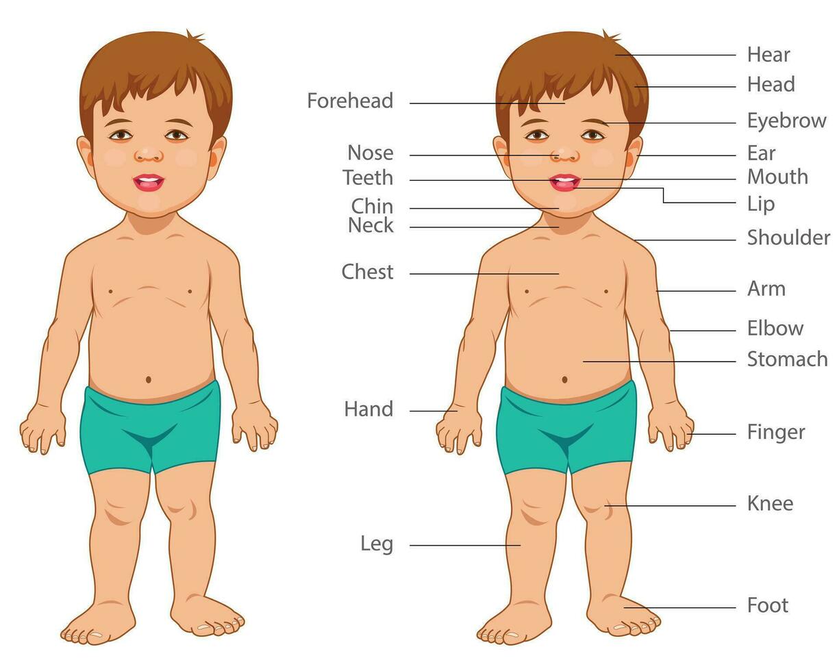 Kind Körper Teile, glücklich süß Kind Junge Körper Teil Anatomie vektor