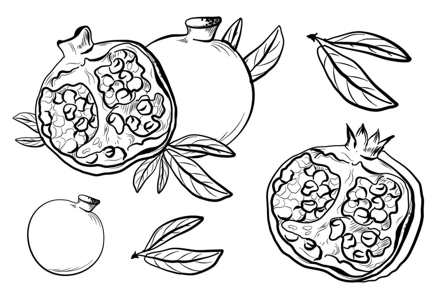 dragen skisser av granatäpplen med löv vektor illustration