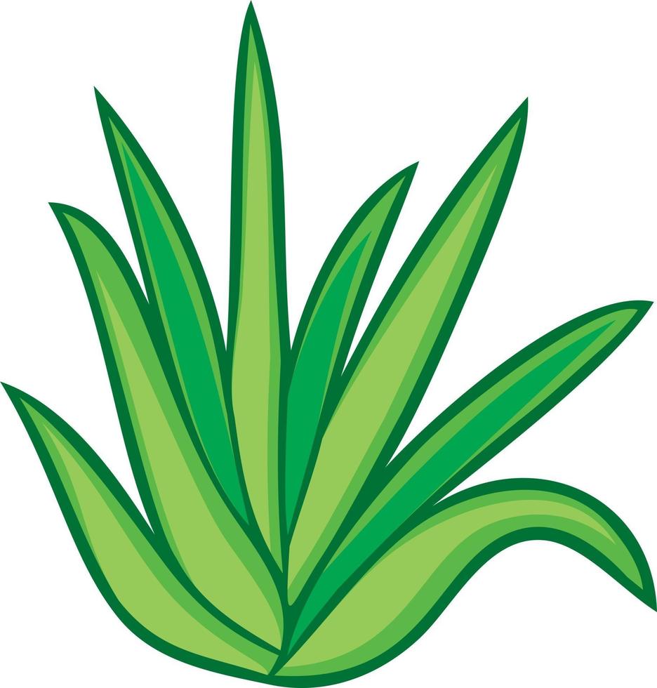 Aloe Vera Pflanze vektor