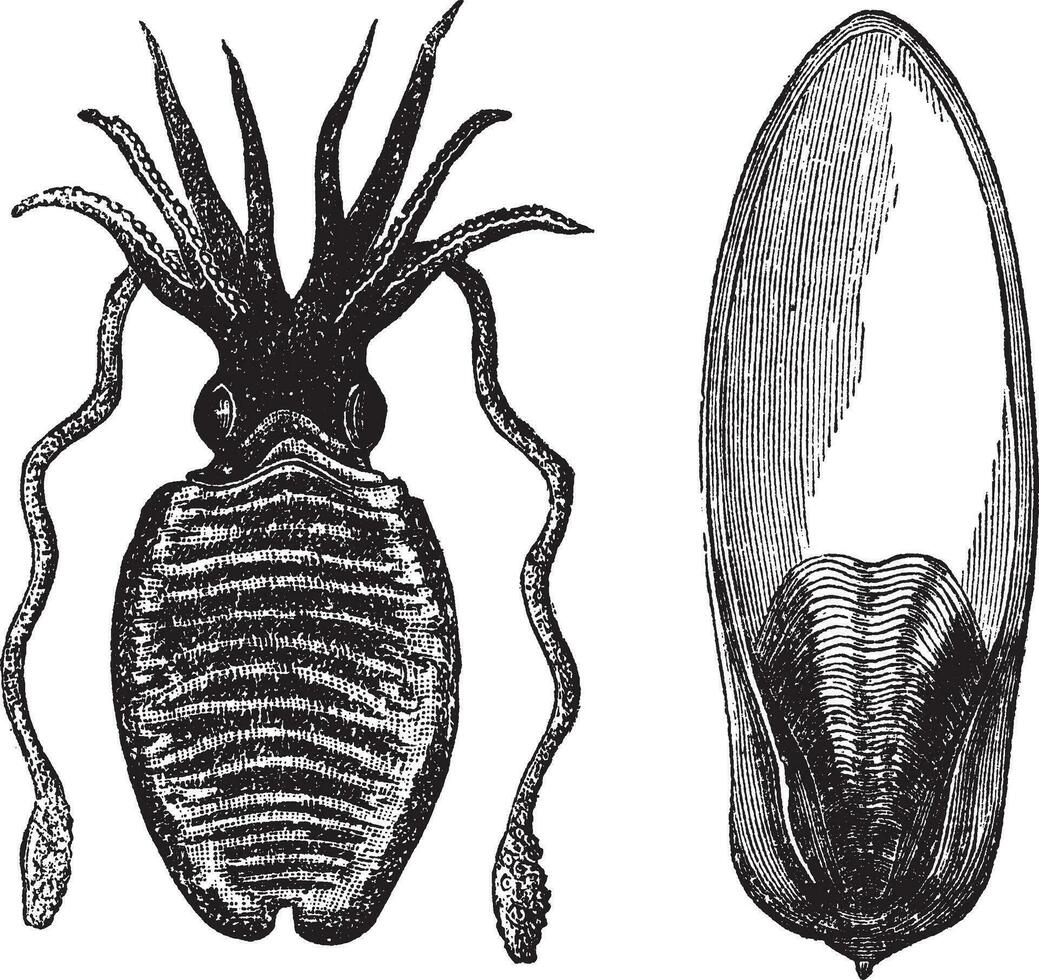 verbreitet Tintenfisch oder Sepia officinalis Jahrgang Gravur vektor