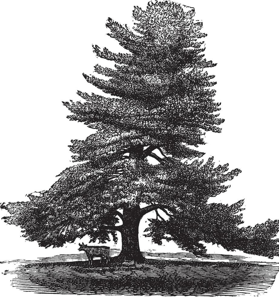 östlichen Weiß Kiefer oder Pinus Strobus, Jahrgang Gravur. vektor
