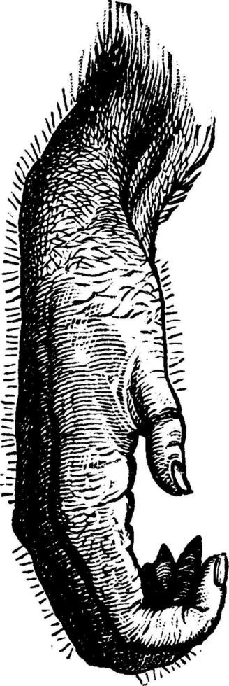 Orang-Utan Hand, Jahrgang Gravur. vektor