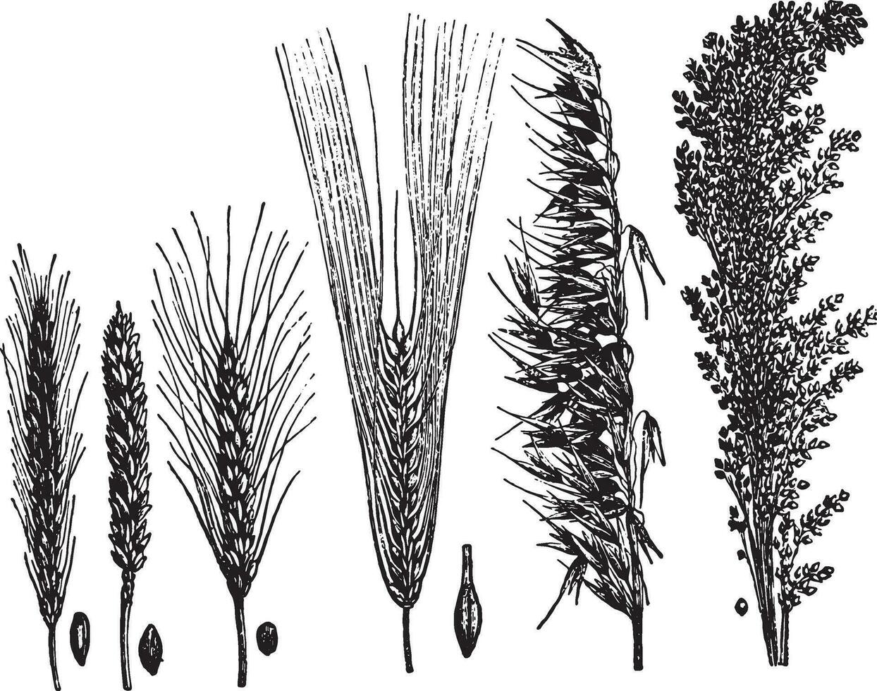 Getreide, Jahrgang Gravur. vektor