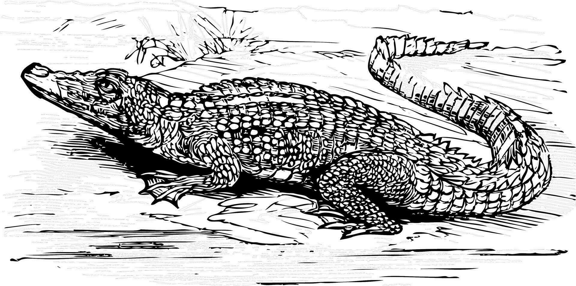 Salzwasser Krokodil graviert Illustration vektor