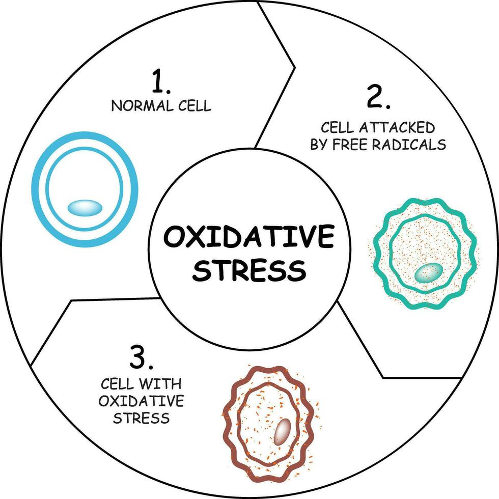oxidativ Stress Diagramm Vektor Illustration Design