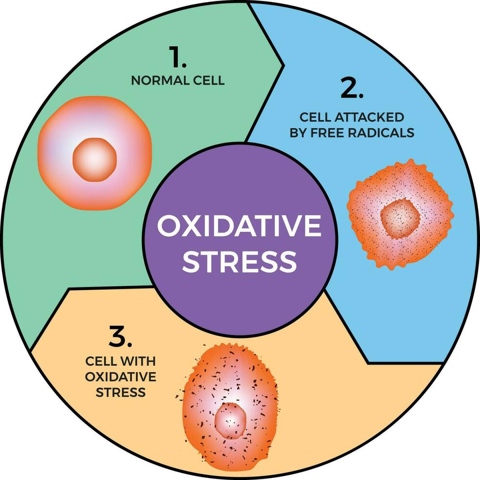 oxidativ Stress Diagramm Vektor Illustration Design