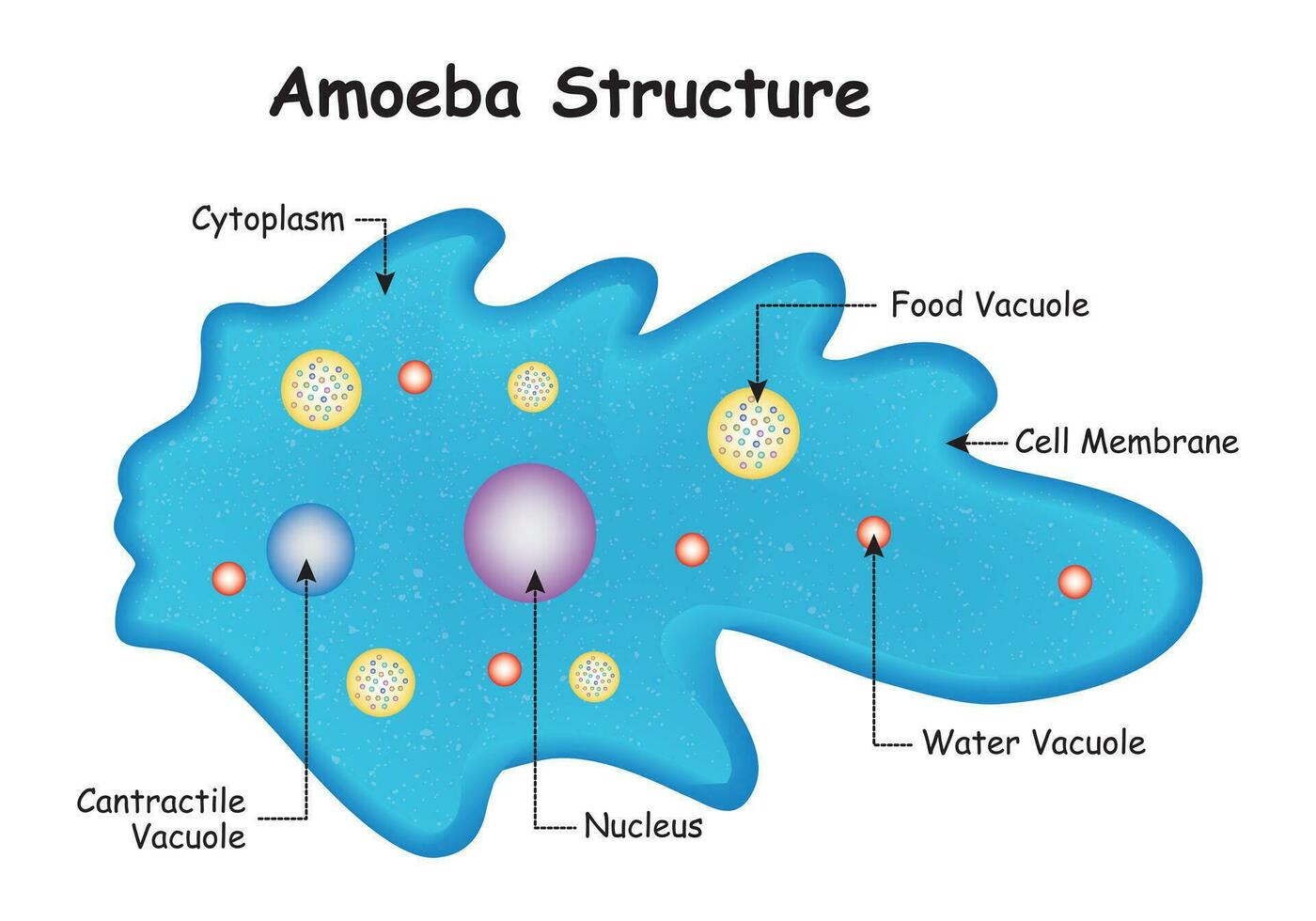 Anatomie von ein Amöbe Struktur Design Wissenschaft Vektor Illustration