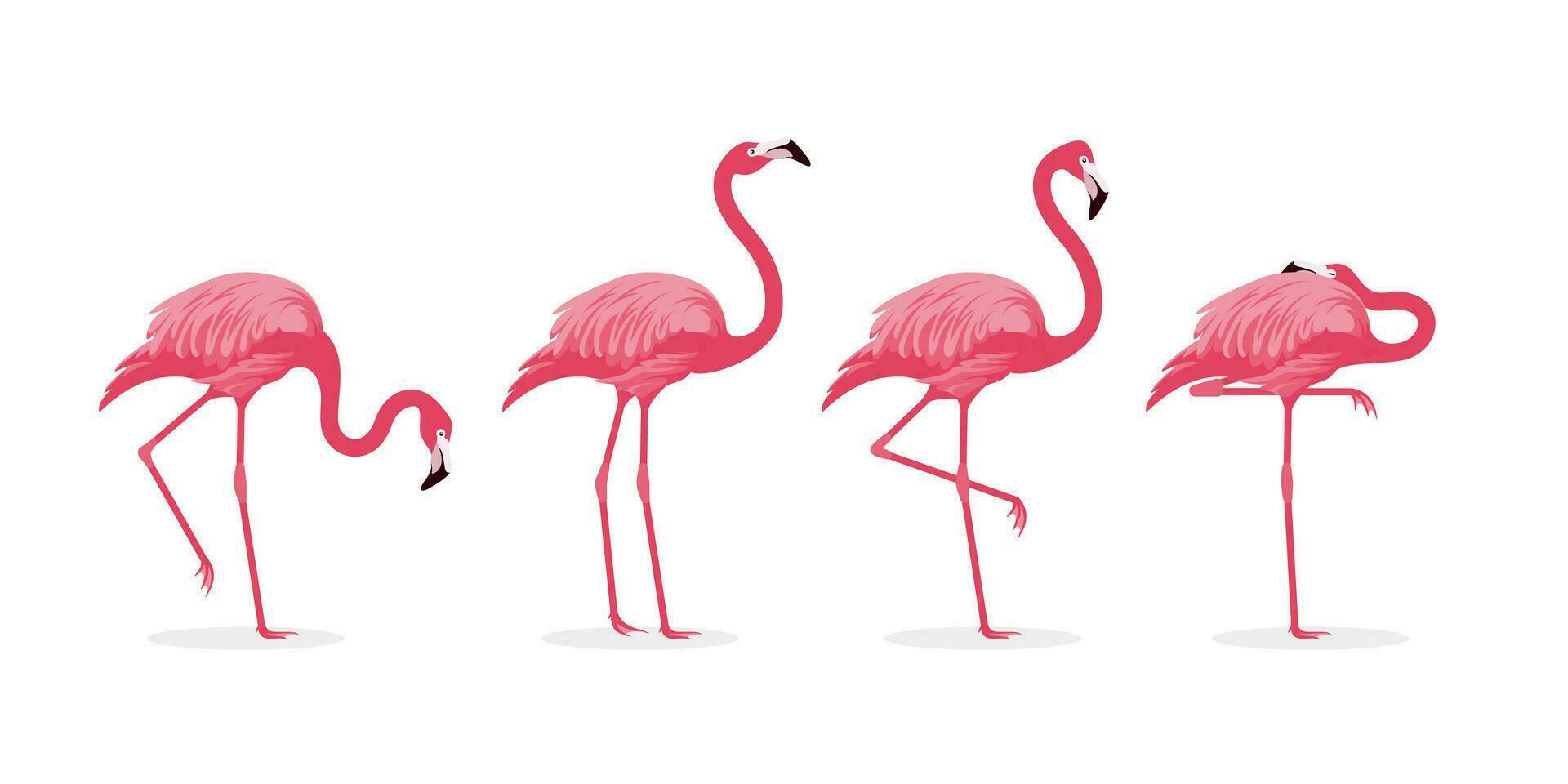 verschiedene Rosa Flamingo Vogel Illustration vektor