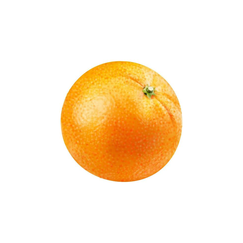 realistisch reif Orange ganze Zitrusfrüchte 3d Vektor Obst