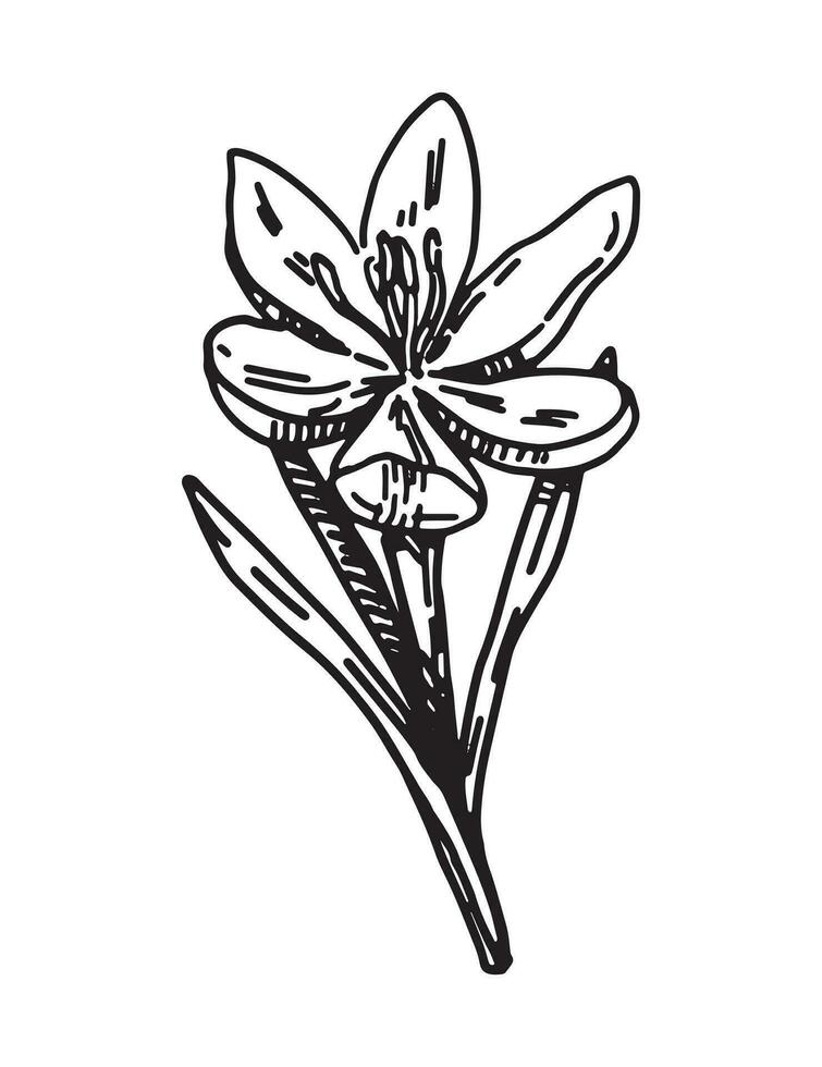 krokus skiss. vår tid blomma ClipArt. hand dragen vektor illustration isolerat på vit bakgrund.