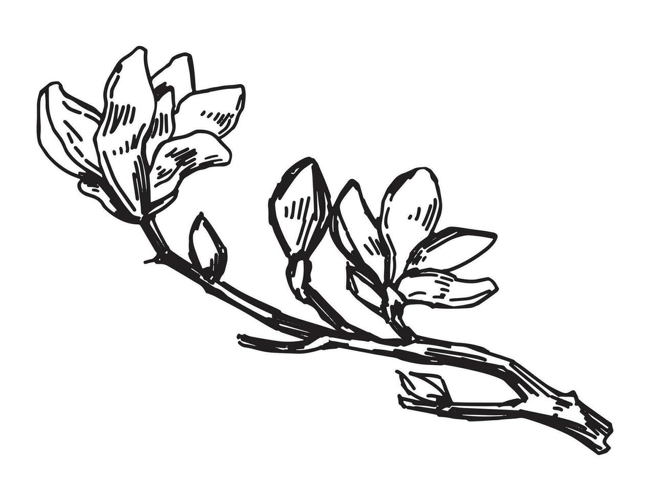 magnolia blomning kvist skiss. vår tid träd gren ClipArt. hand dragen vektor illustration isolerat på vit bakgrund.