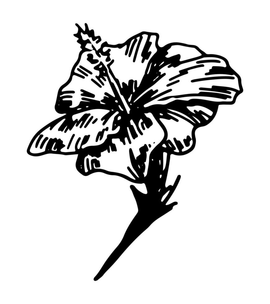 hibiskus blomma ClipArt. tropisk blommig klotter skiss. hand dragen vektor botanik illustration. gravyr stil klotter isolerat på vit.