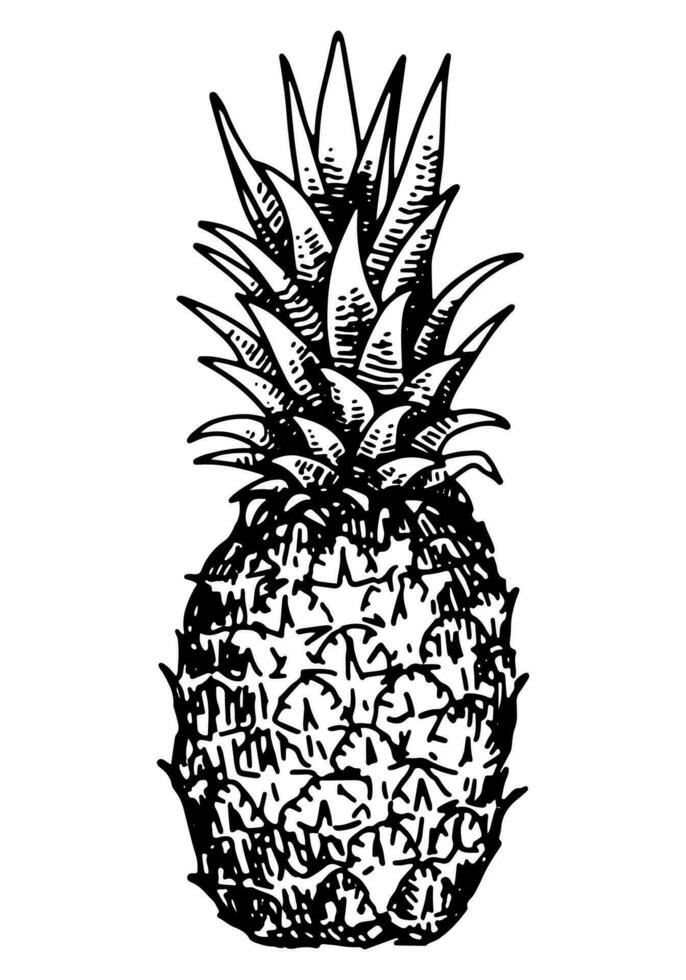 Ananas Obst skizzieren Clip Art. tropisch Obst Gekritzel isoliert auf Weiß. Hand gezeichnet Vektor Illustration im Gravur Stil.