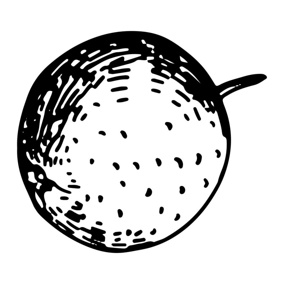 orange frukt skiss ClipArt. citrus- exotisk frukt klotter isolerat på vit. hand dragen vektor illustration i gravyr stil.