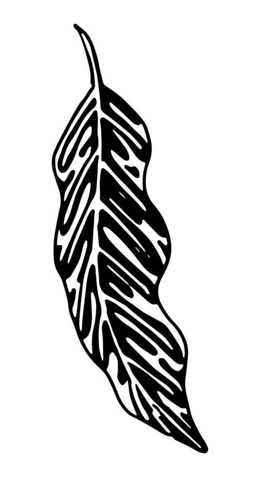 Aglaonema tropisch Blatt Clip Art. exotisch Flora Gekritzel skizzieren. Hand gezeichnet Vektor Botanik Illustration. Gravur Stil Gekritzel isoliert auf Weiß.