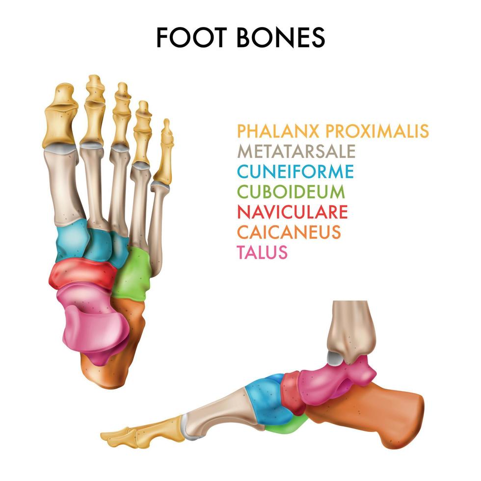 Fußknochen Infografik Zusammensetzung vektor
