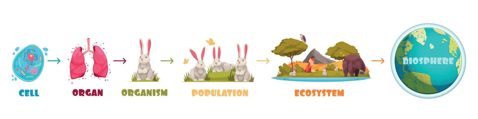 biologisk hierarki infographics schema vektor