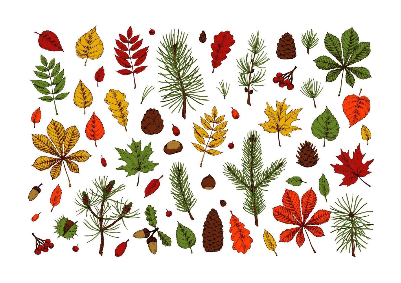 Reihe von handgezeichneten mehrfarbigen Waldgestaltungselementen, darunter Ahorn, Kastanie, Eichenblätter, Weihnachtsbaumzweige, Tannenzapfen, Eichel auf weißem Hintergrund. Herbst-Cliparts. Vektor-Illustration. vektor