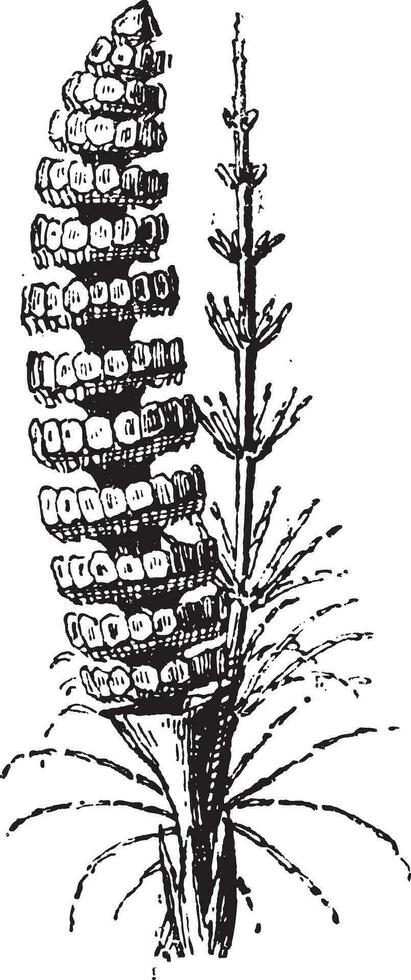 verbreitet Schachtelhalm oder Equisetum arvense Jahrgang Gravur vektor