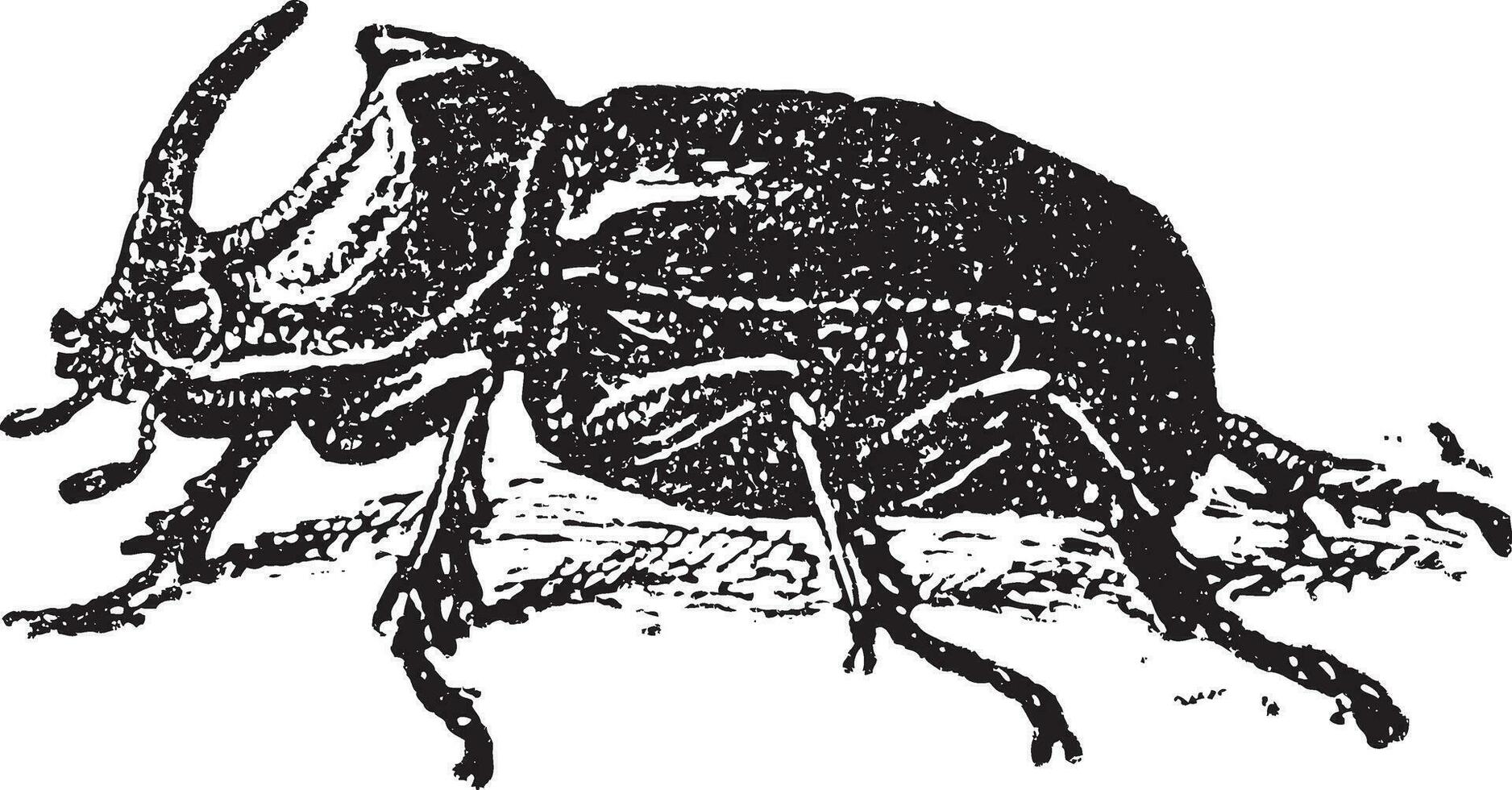 europäisch Nashorn Käfer oryktes Nasicornis, Jahrgang Gravur. vektor
