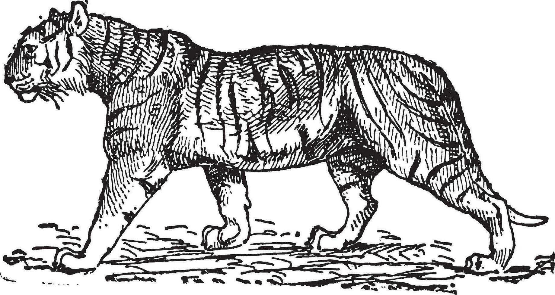 tiger panthera tigris, årgång gravyr. vektor