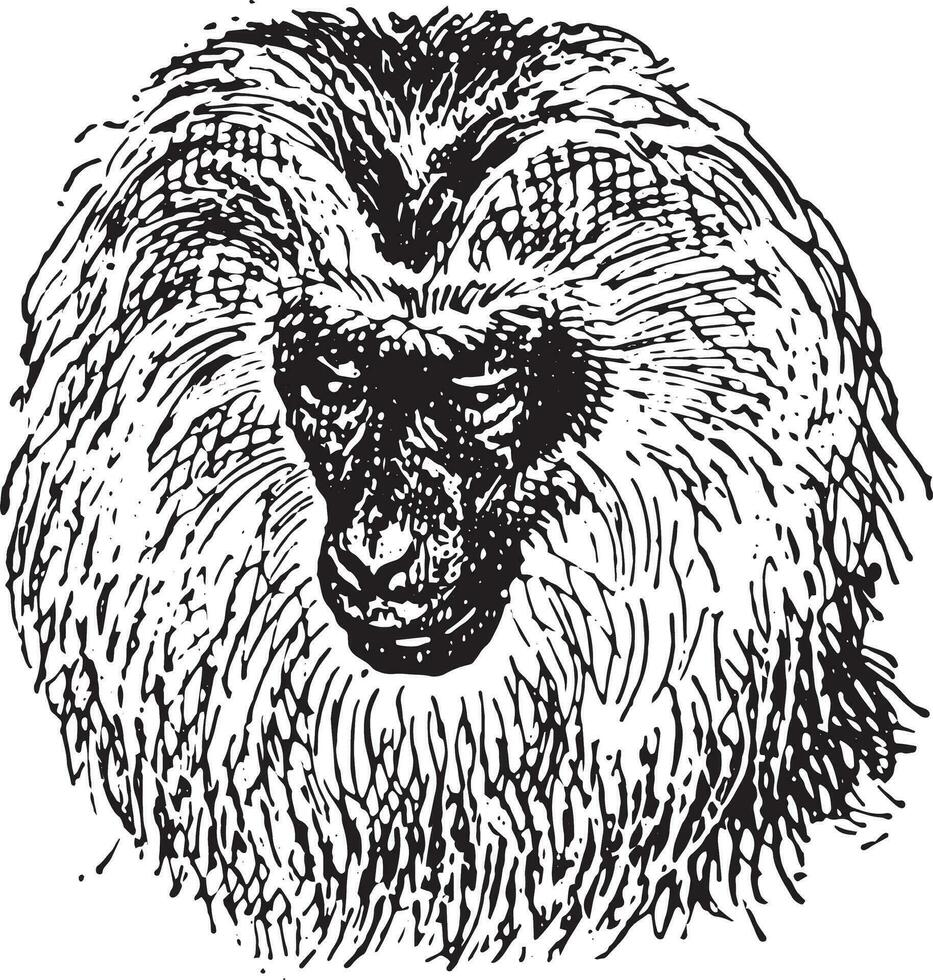lejonstjärtad makak eller Macaca silenus, årgång gravyr. vektor