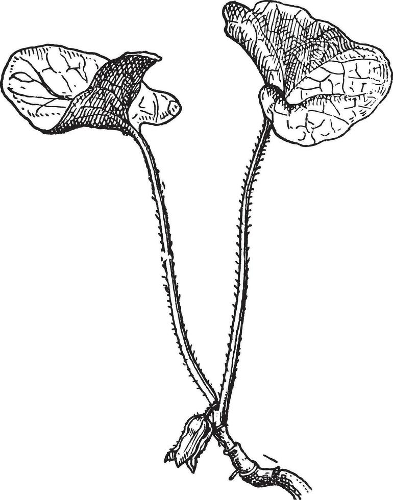 wild Ingwer oder asarum Caudatum, Jahrgang Gravur vektor