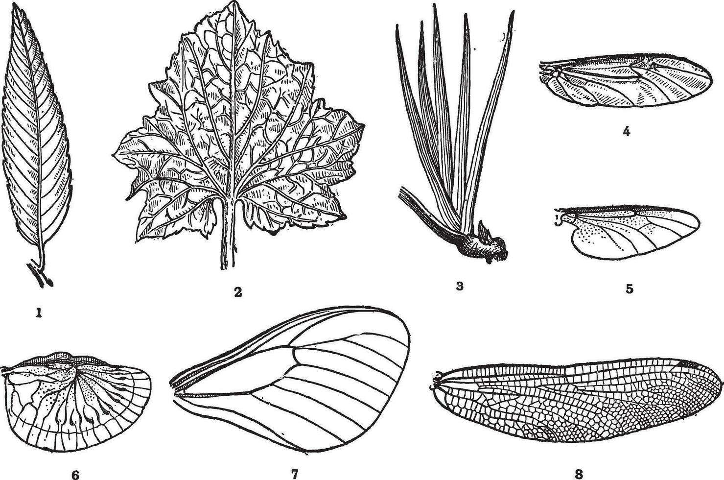 blad ven och vinge ven, årgång gravyr vektor