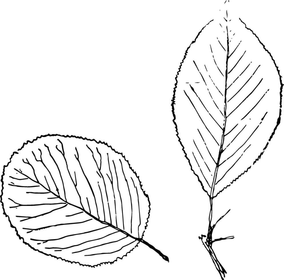 släkte Viburnum, l. haw och viburnum årgång illustration. vektor