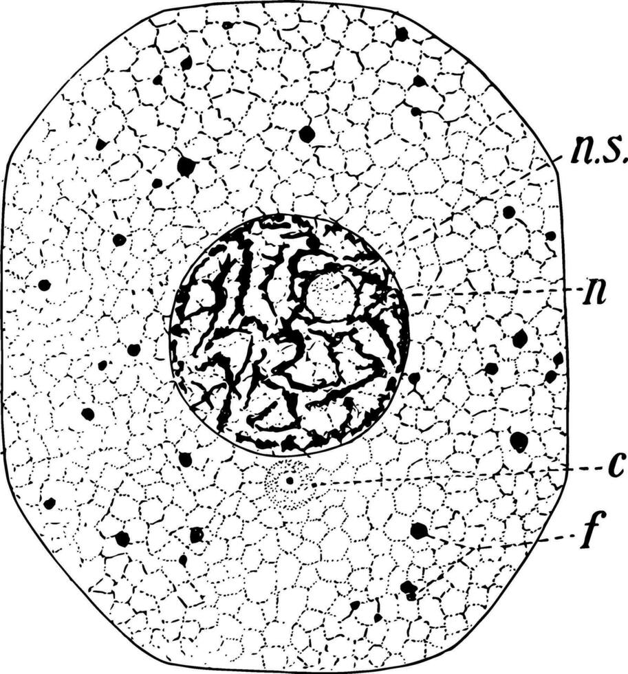 typisch amimal Zelle, Jahrgang Illustration vektor
