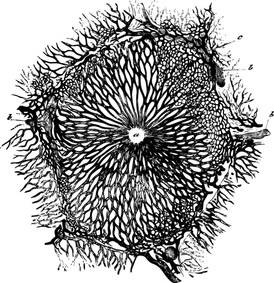 kanin lever lobule årgång illustration vektor