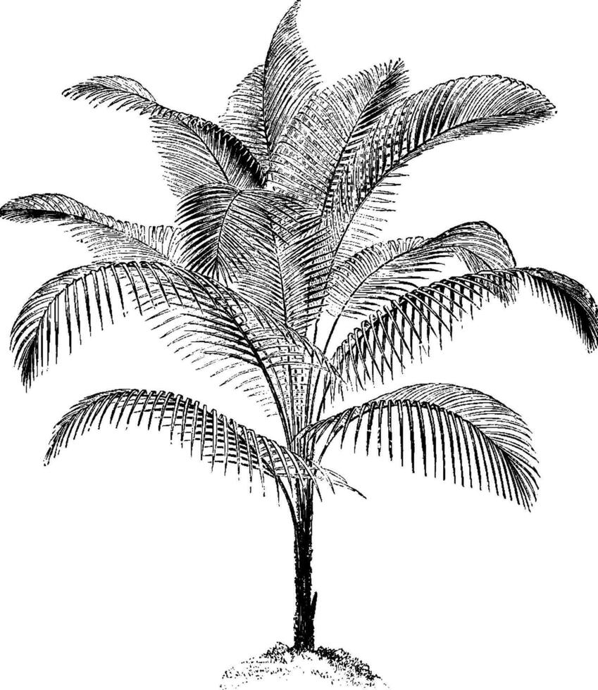 Kokos weddeliana Jahrgang Illustration. vektor