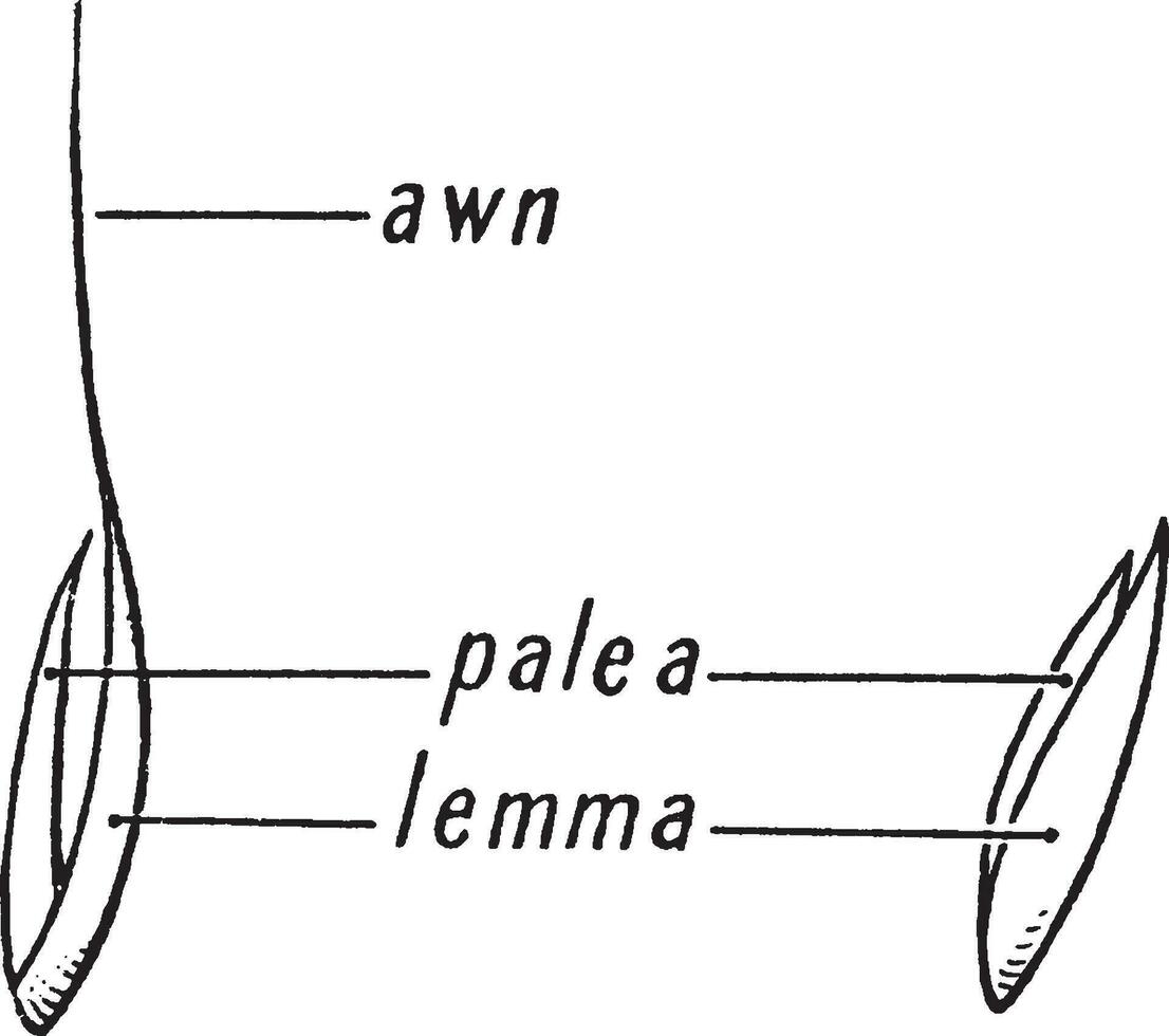 Gras Morphologiefloret's Jahrgang Illustration. vektor