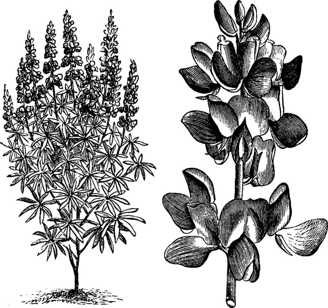 lupinus mutabilis cruikshankii årgång illustration. vektor
