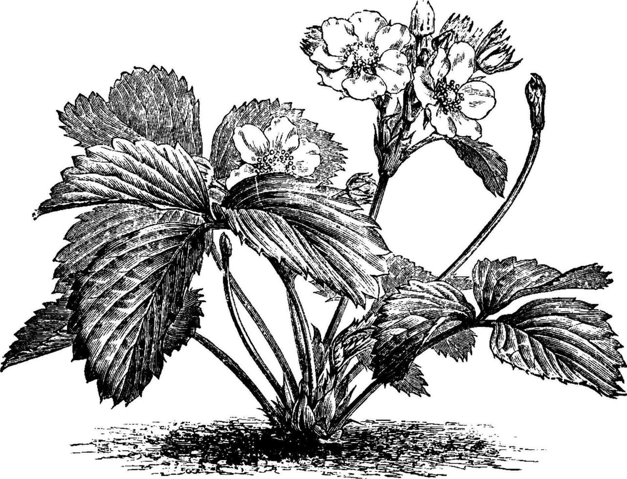 tall jordgubb fragaria chilensis grandiflora årgång illustration. vektor