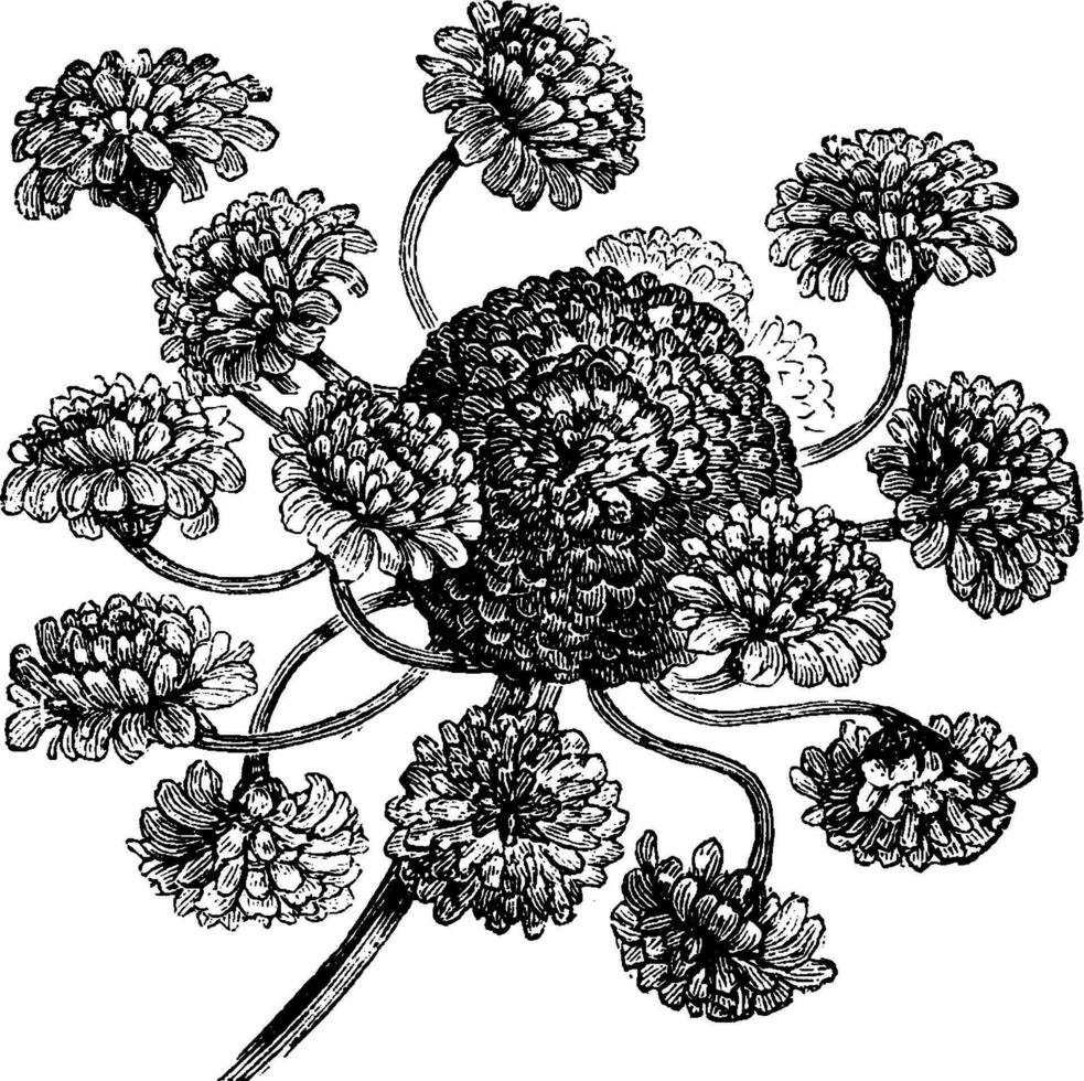 hönor och kycklingar daisy bellis perennis prolifera årgång illustration. vektor