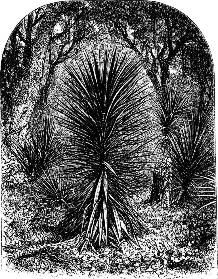 spanska dolk yucca årgång illustration. vektor